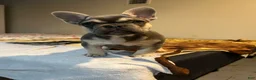 French Bulldog dogs for sale: French Bulldog 1 - Ad 7