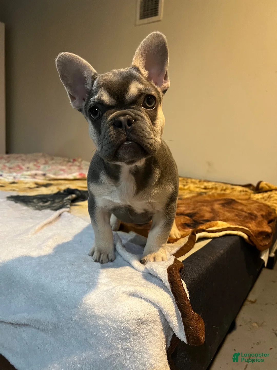 French Bulldog dogs for sale: French Bulldog 1 - Ad 7