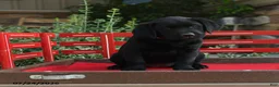 Labrador Retriever dogs for sale: Blossom - Ad 2