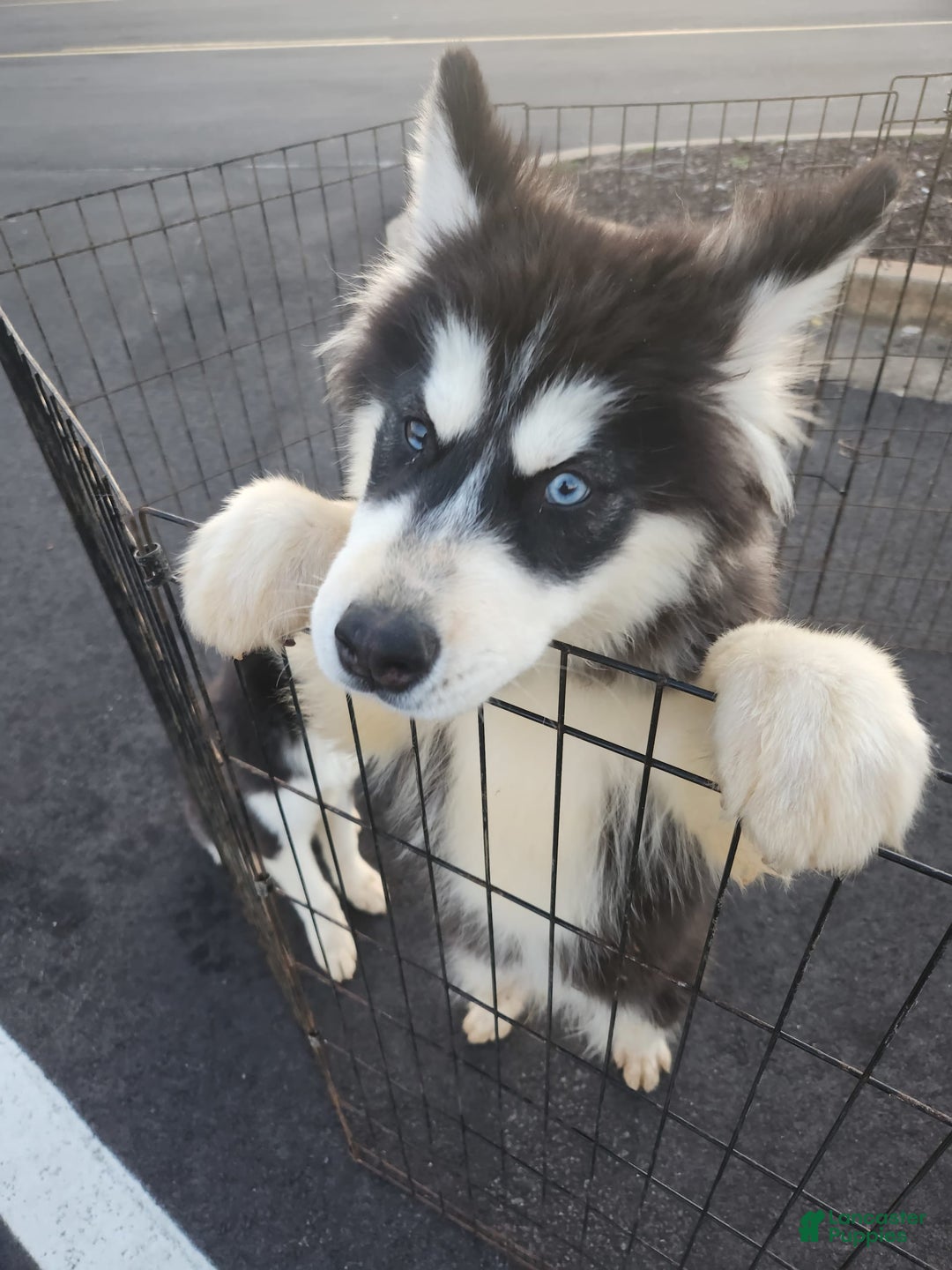 Gallery Image {{count}}