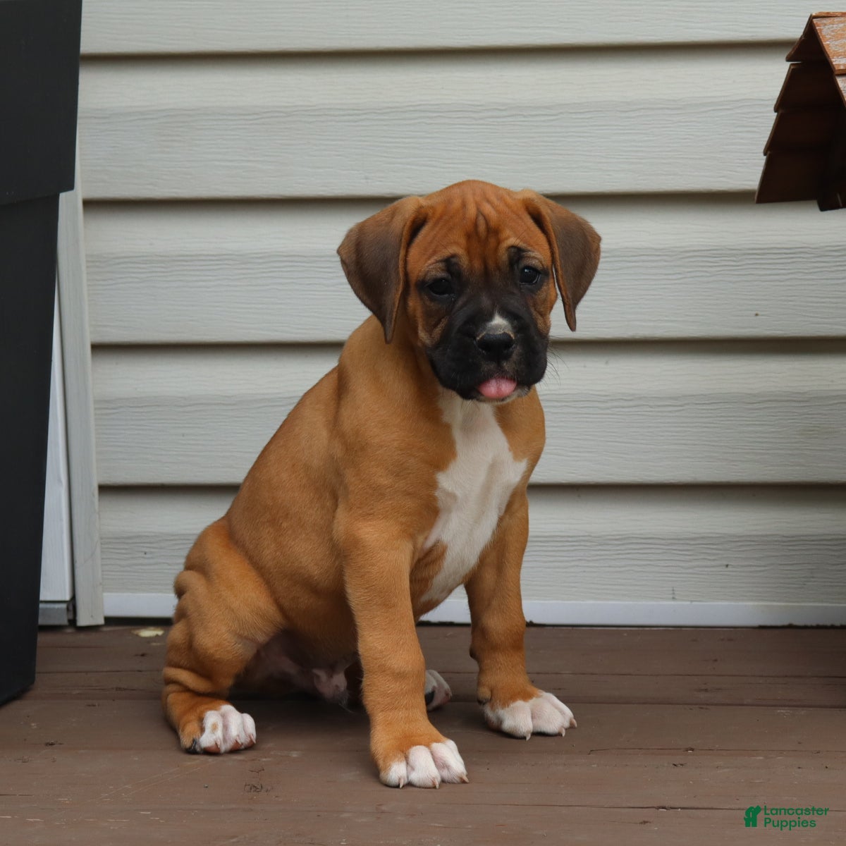 Boxer dogs Porter - Ad 2