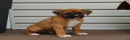 Boxer dogs for sale: Porter - Ad 2