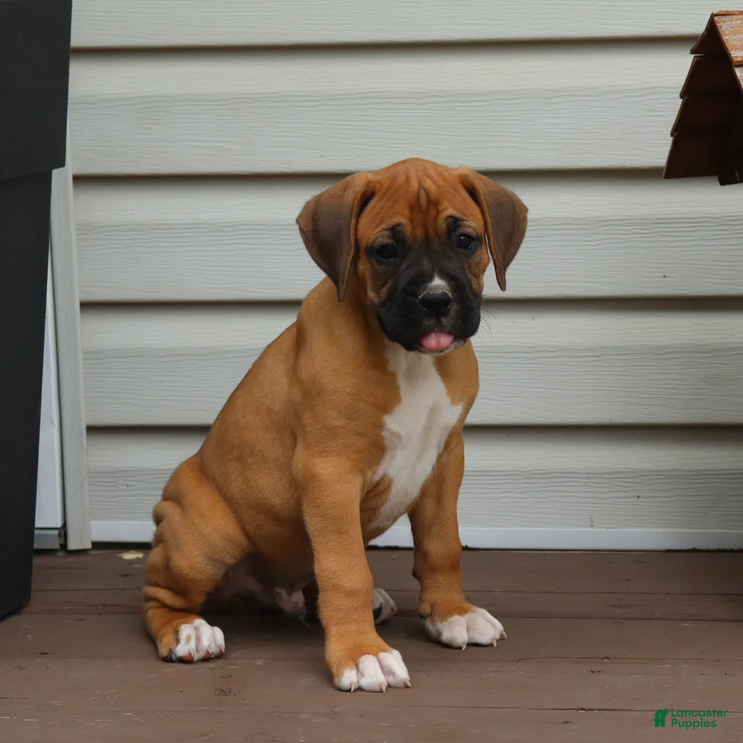 Boxer dogs for sale: Porter - Ad 2