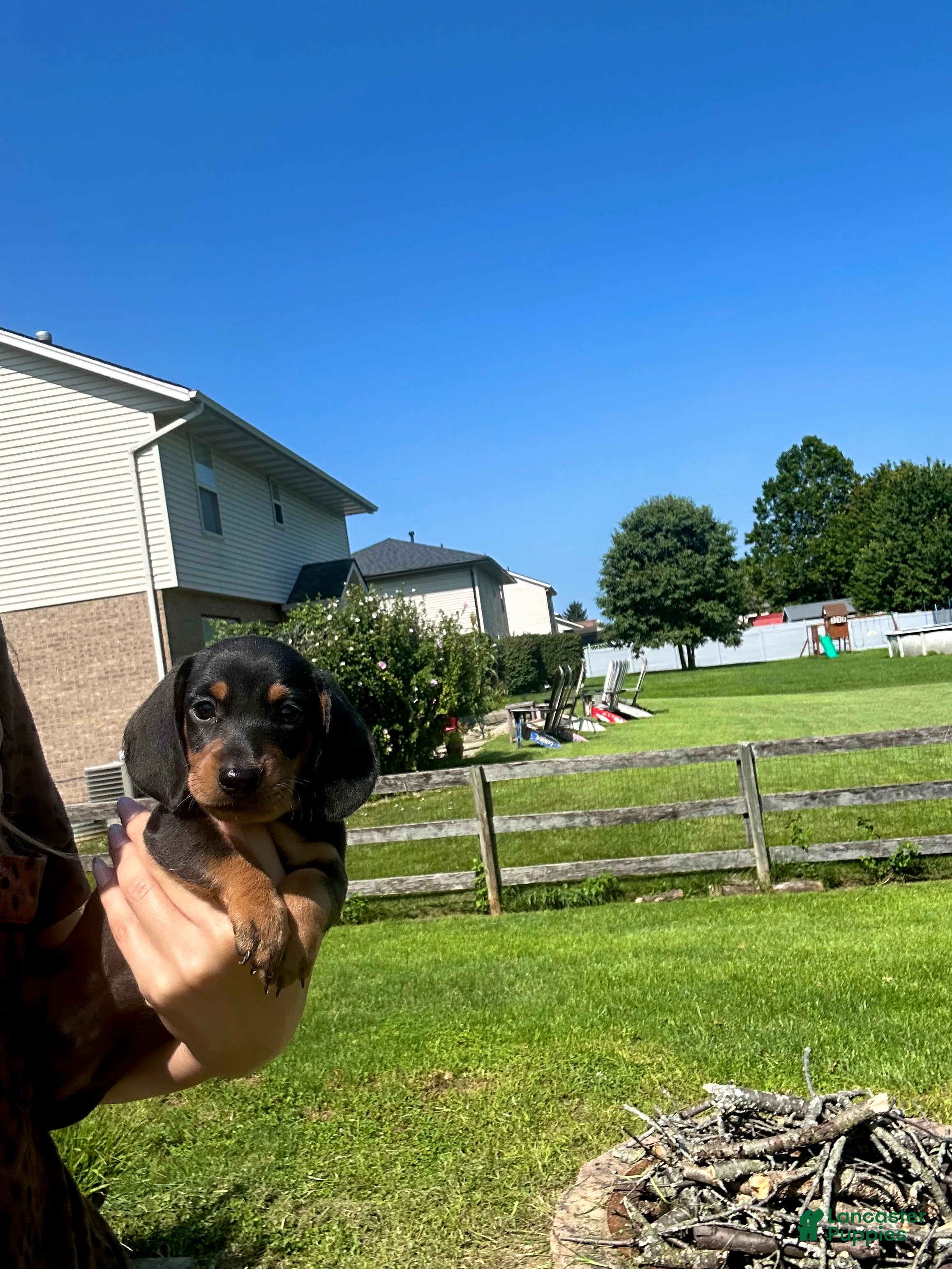 Miniature Dachshund dogs Todd - Ad 3