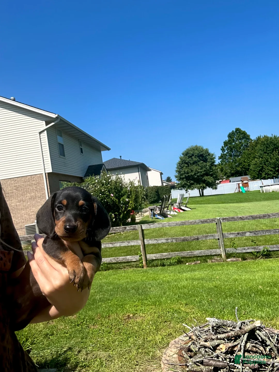 Miniature Dachshund dogs for sale: Todd - Ad 1