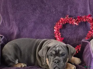 Olde English Bulldogge dogs Olde English Bulldogge Milo - Ad 10