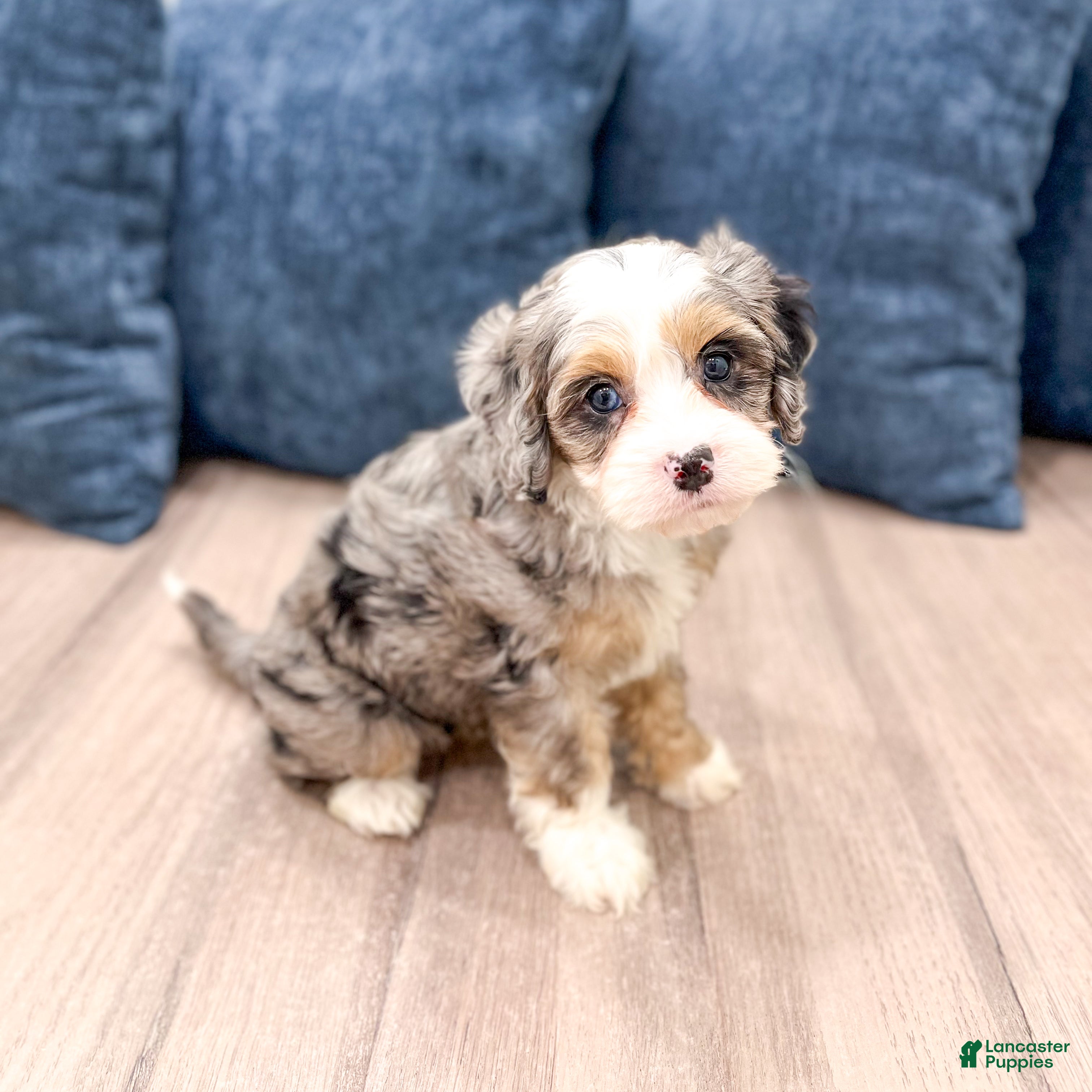 Cavapoo dogs Penny - Ad 2