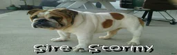 English Bulldog dogs for sale: Zayne - Ad 11