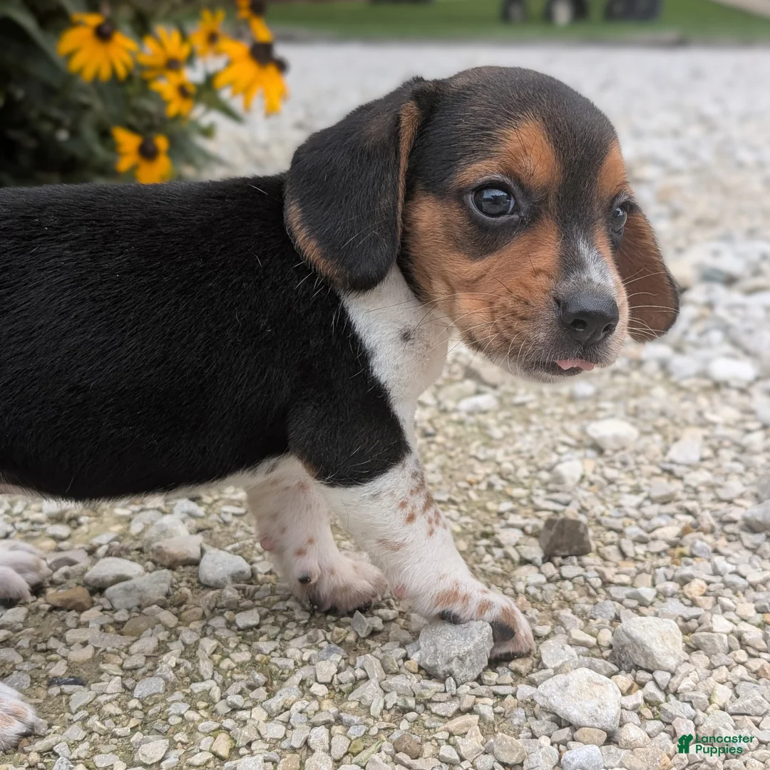 Beagle dogs for sale: Toast - Ad 2