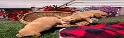 Golden Retriever dogs for sale: Hunter❤️AKC Registered - Ad 4
