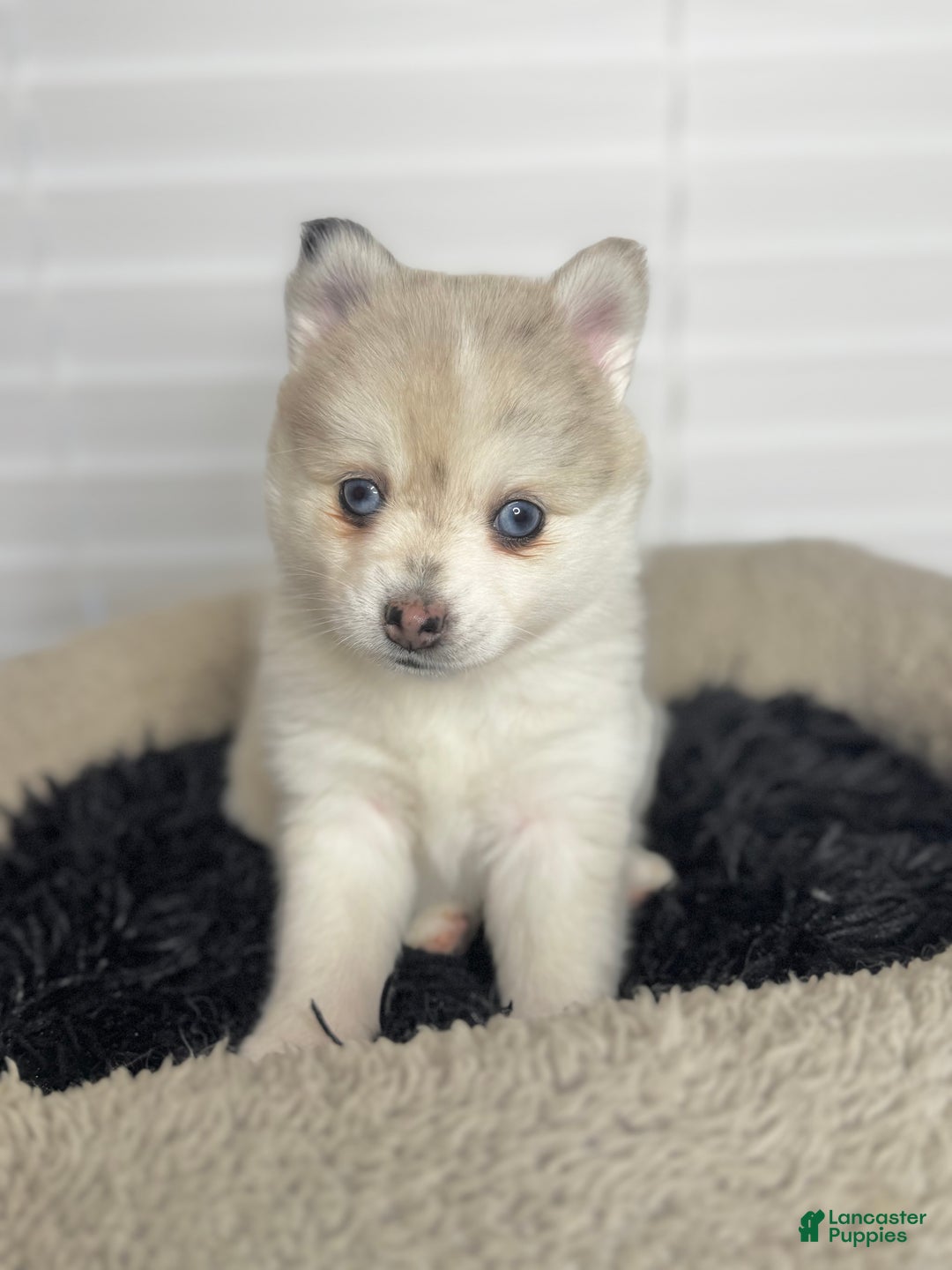 Pomsky dogs for sale: Female light grey multi color - Ad 1
