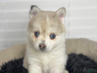 Pomsky dogs Female light grey multi color - Ad 39