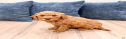 Mini Goldendoodle dogs for sale: Megan - Ad 3
