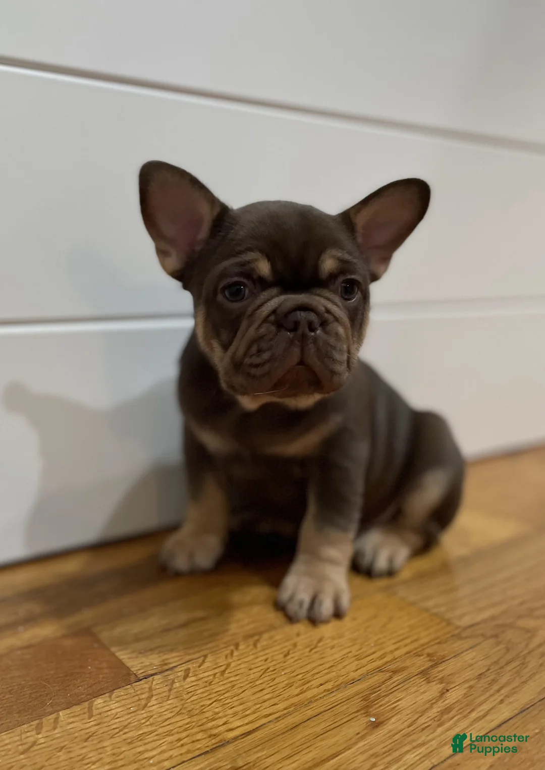 French Bulldog dogs for sale: Purps - Ad 1