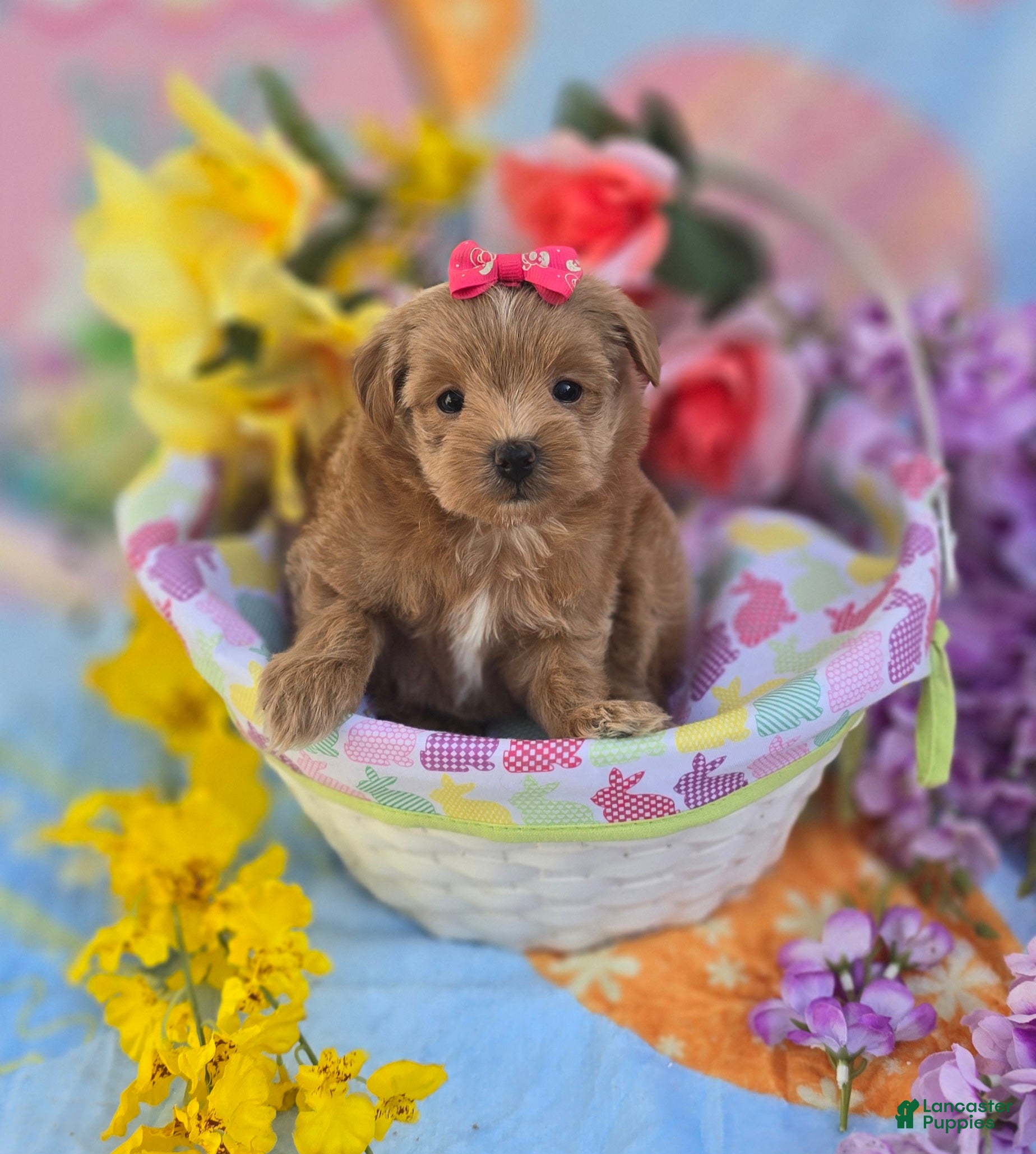 Mixed Breed dogs Jelly - Ad 1
