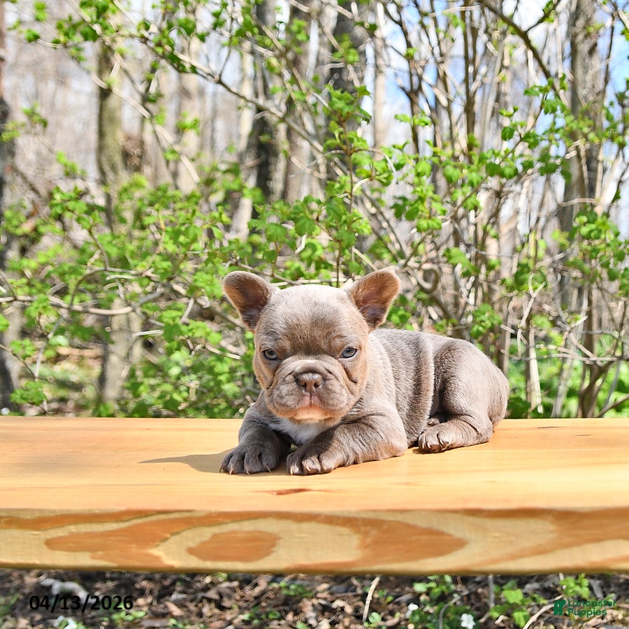 French Bulldog dogs Bailey - Ad 2