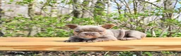 French Bulldog dogs for sale: Bailey - Ad 2