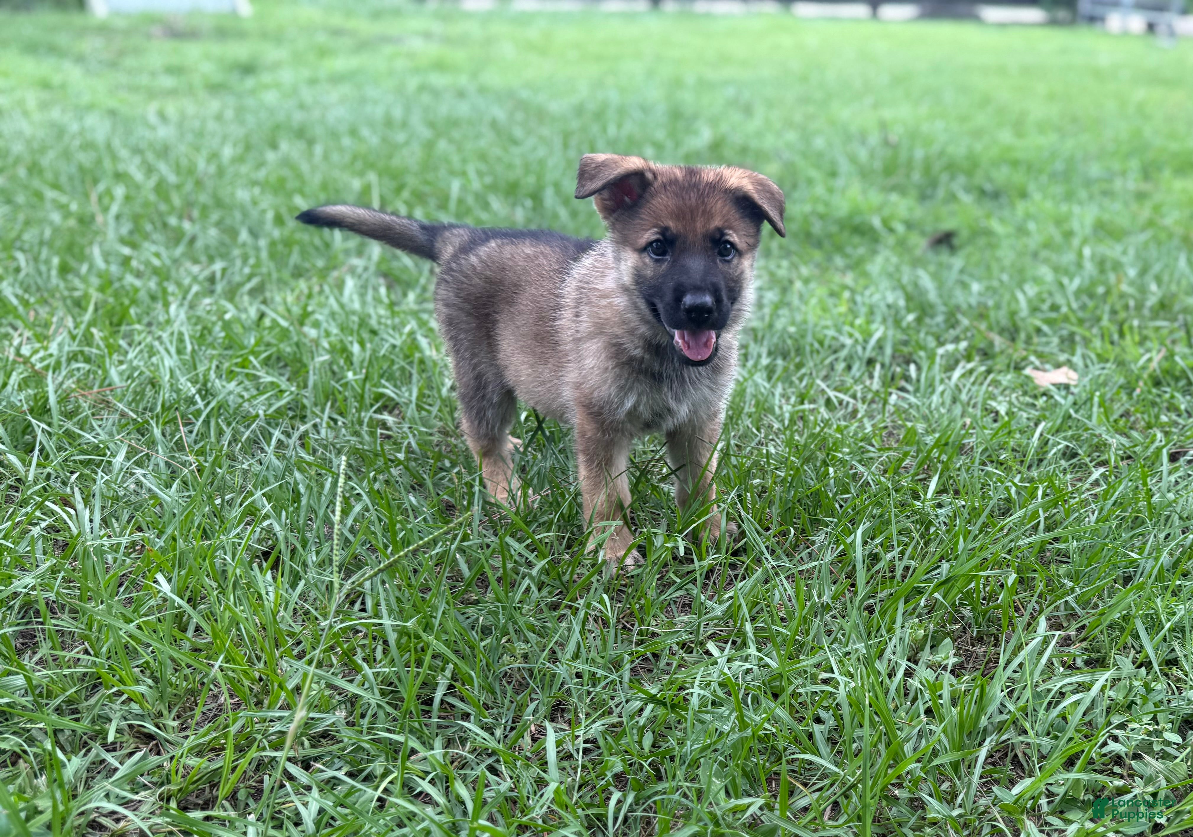 German Shepherd dogs Daisy - Ad 1