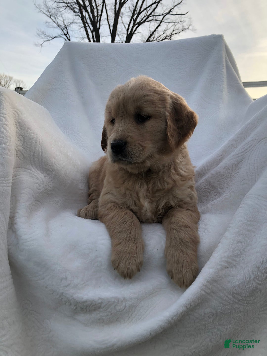 Golden Retriever dogs for sale: Raya - Ad 3