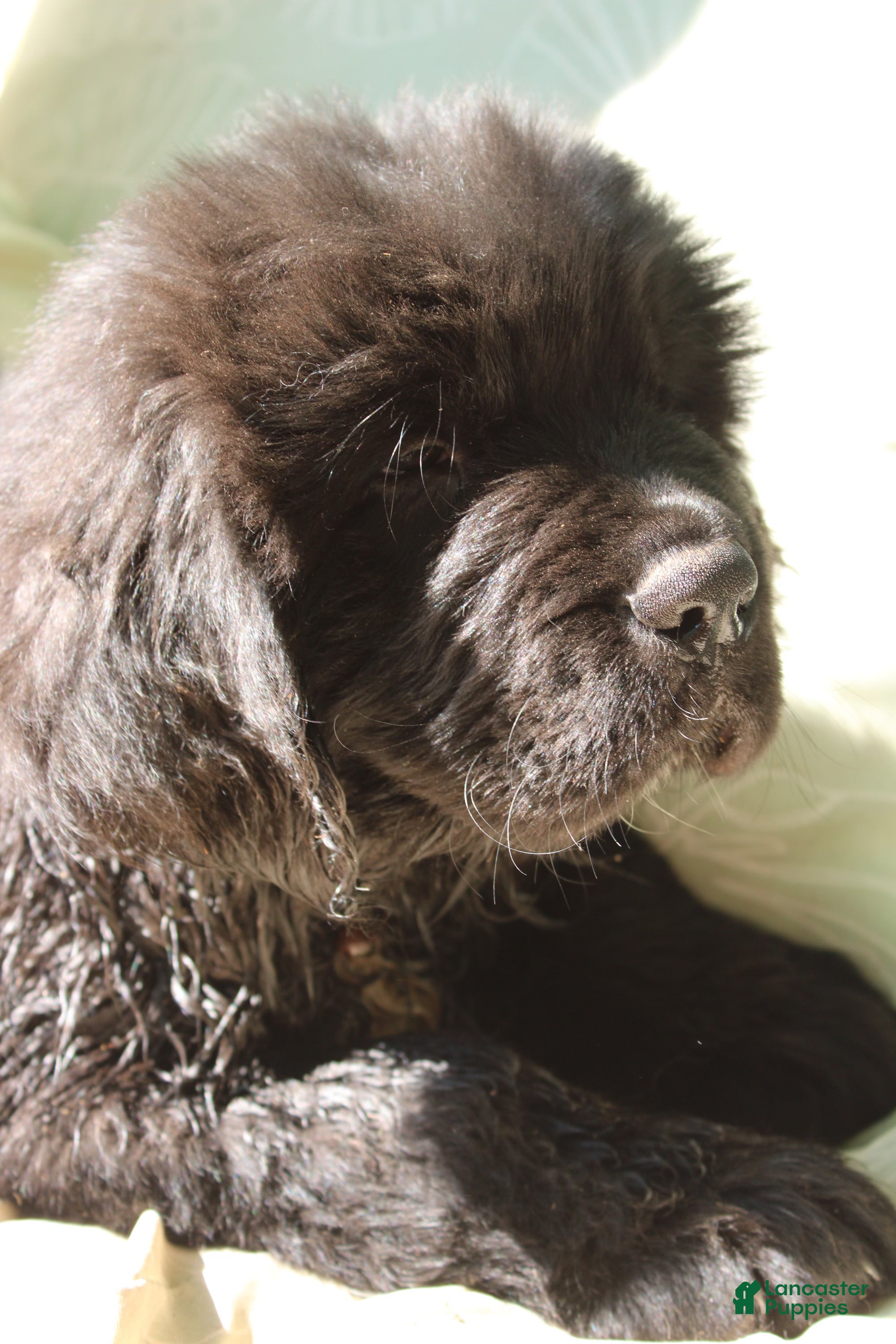 Newfoundland dogs Roly Poly - Ad 2