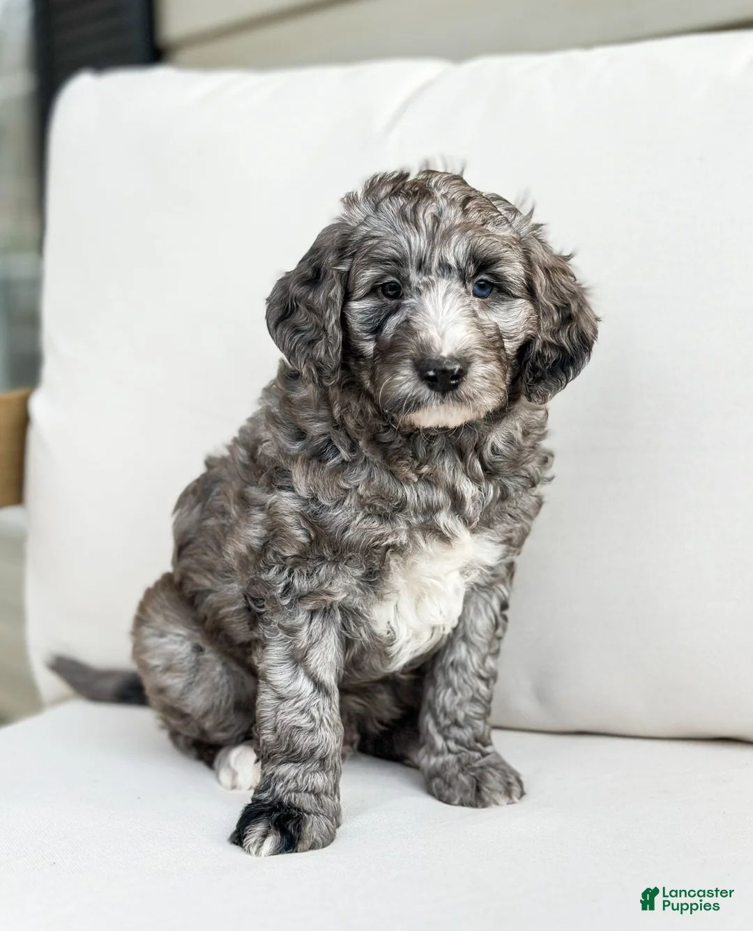 Mini Goldendoodle dogs for sale: Arrow - Ad 2