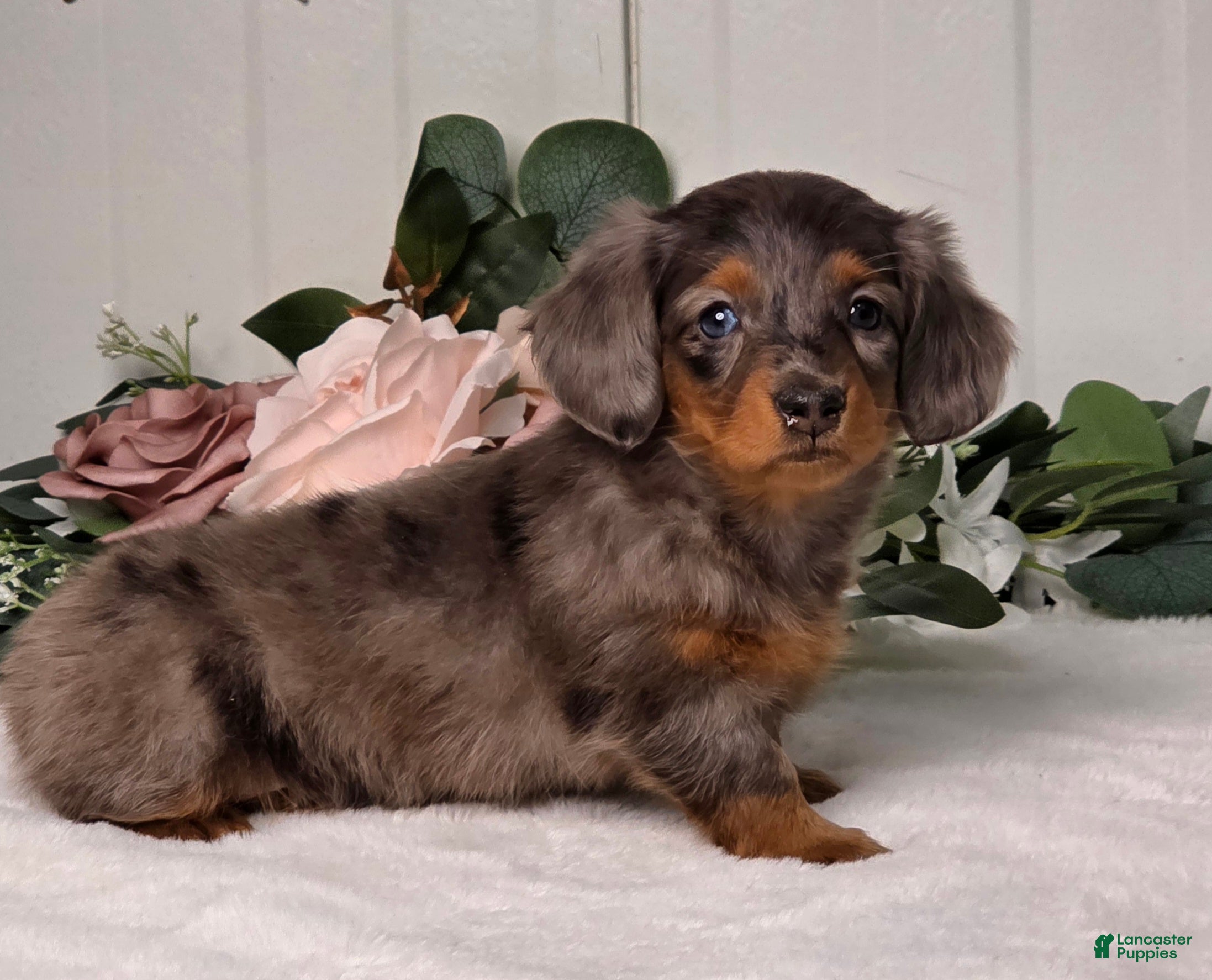 Miniature Dachshund dogs Jasmine - Ad 6