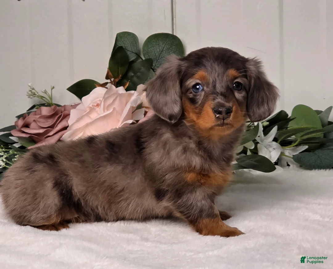 Miniature Dachshund dogs for sale: Jasmine - Ad 1