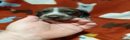 German Shorthaired Pointer dogs for sale: Hyde - Ad 2