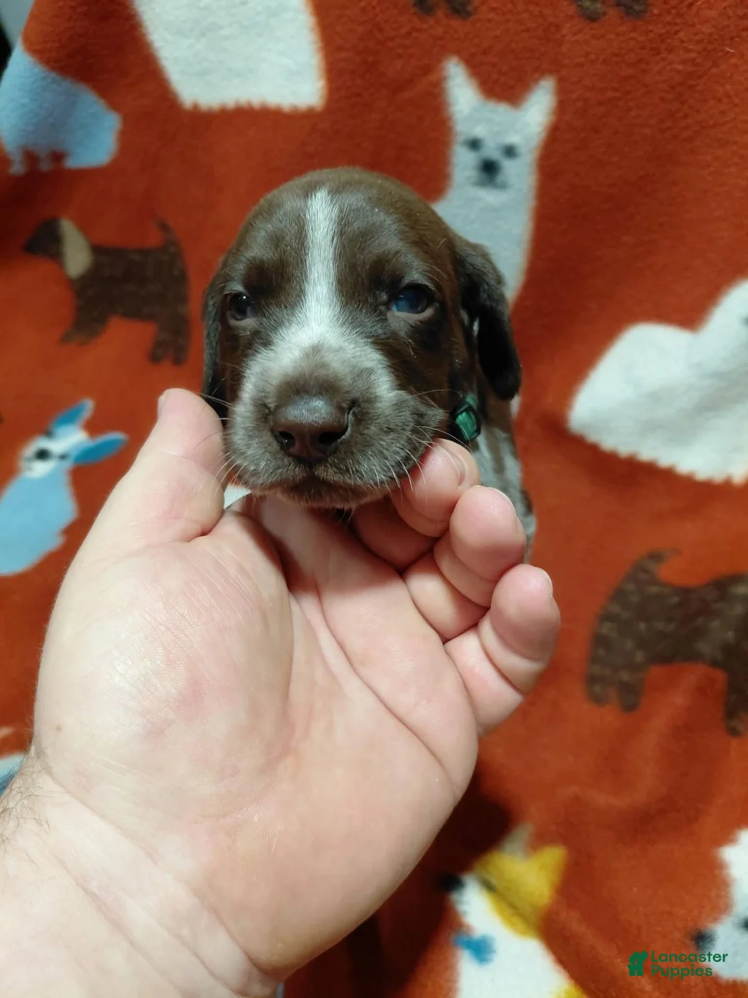 German Shorthaired Pointer dogs for sale: Hyde - Ad 2