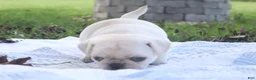Pug dogs for sale: Chai -female- - Ad 4