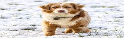 Miniature Australian Shepherd dogs for sale: Zion - Ad 2