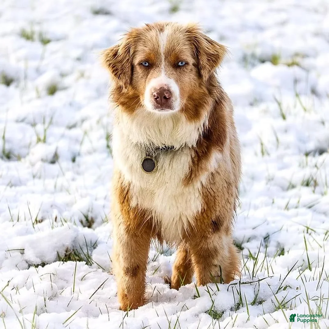 Miniature Australian Shepherd dogs for sale: Zion - Ad 2