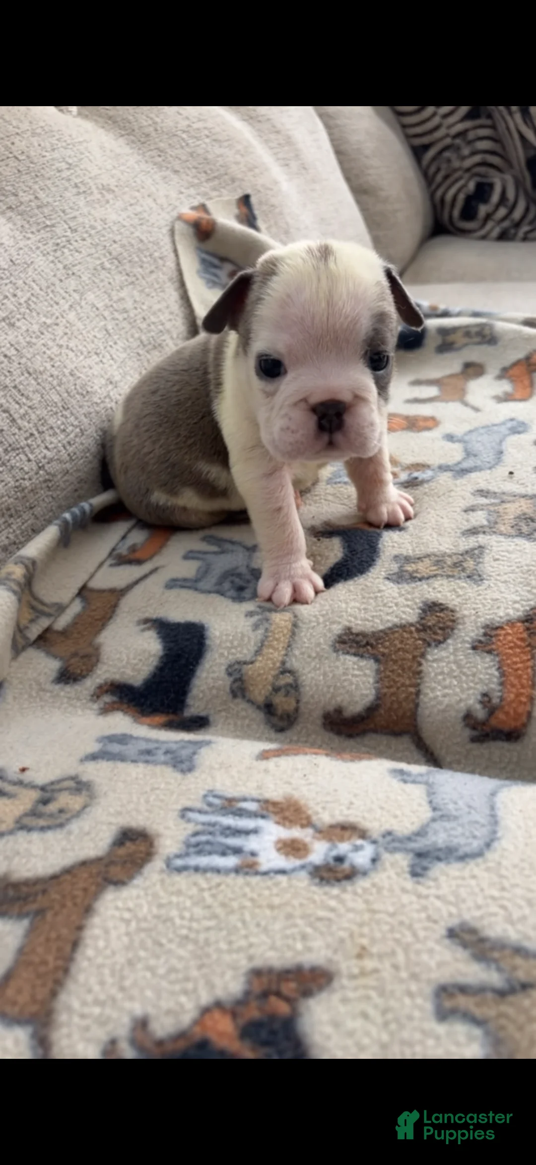 English Bulldog dogs for sale: Smokie - Ad 1