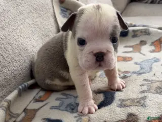 English Bulldog dogs Smokie - Ad 15