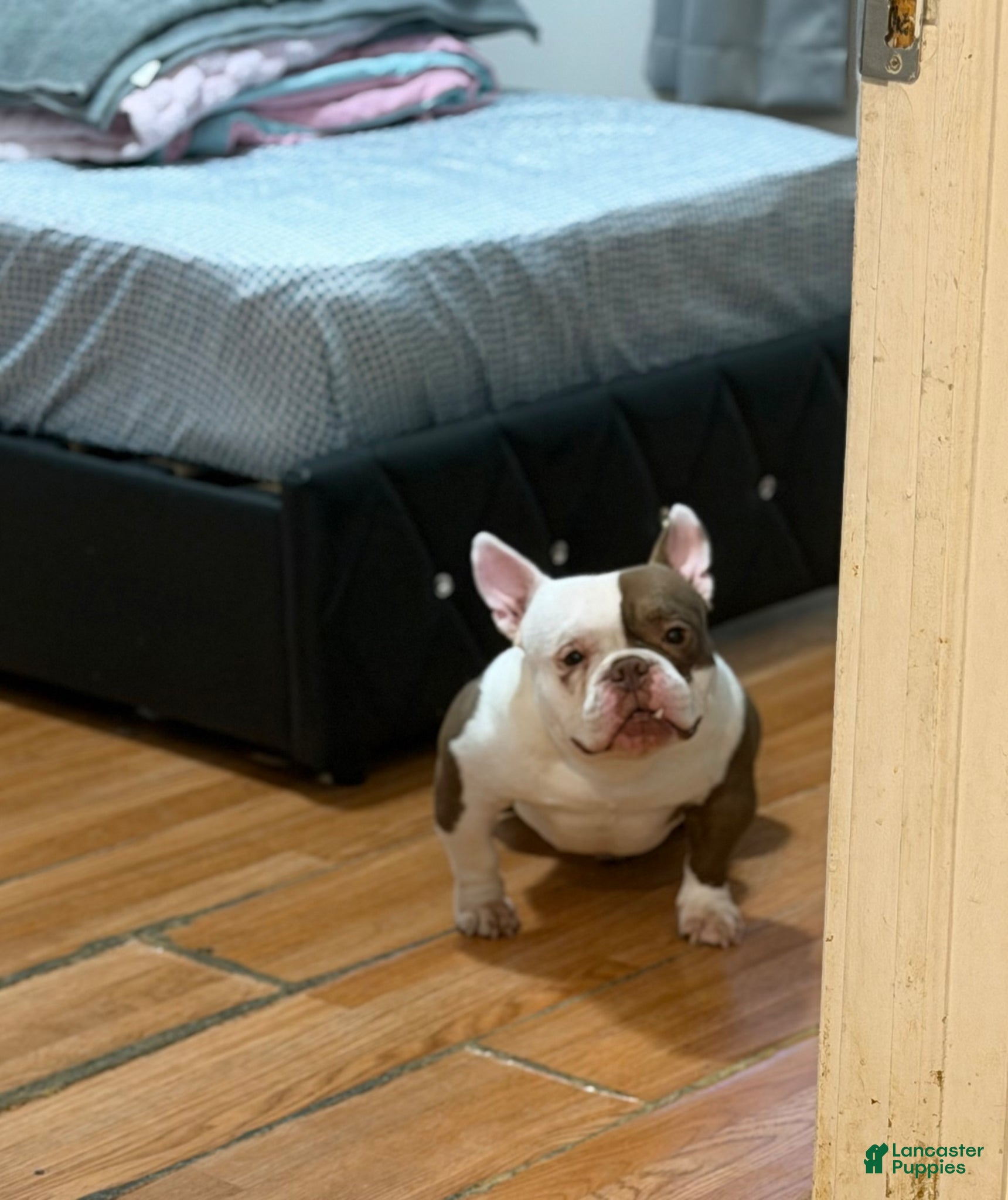 American Bully dogs APOLLO CREED –MICRO POCKET AMERICAN BULLY  - Ad 7