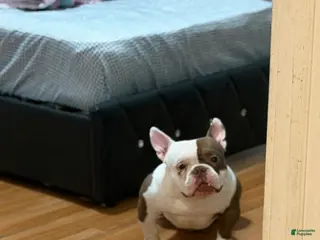 American Bully dogs APOLLO CREED –MICRO POCKET AMERICAN BULLY - Ad 7