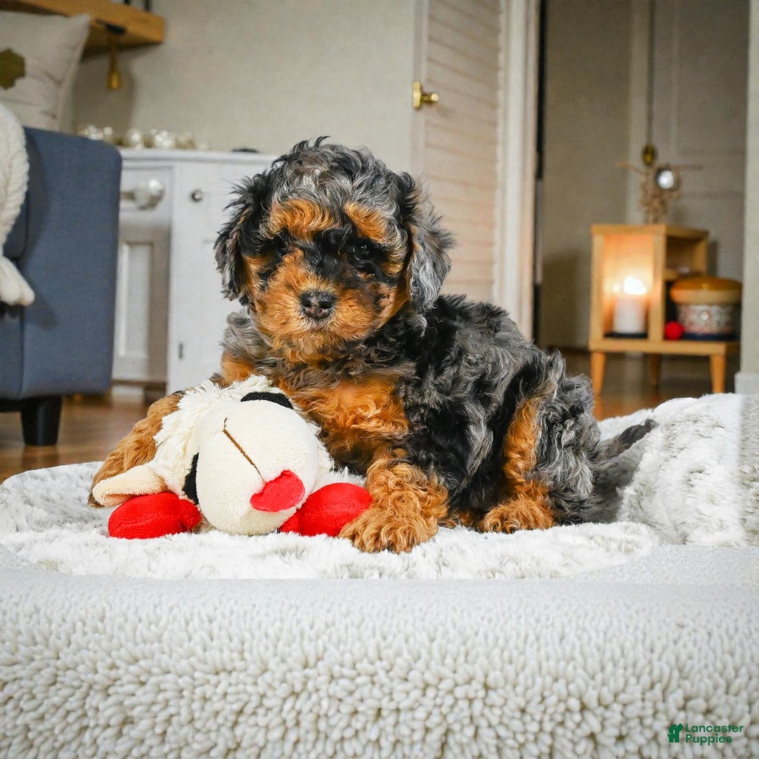 Cockapoo dogs for sale: alice - Ad 5