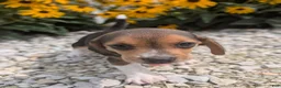 Beagle dogs for sale: Eggs - Ad 4