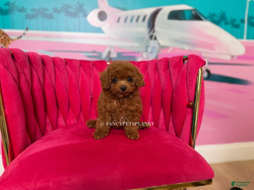 Toy Poodle dogs for sale: Key to my soul - Ad 2