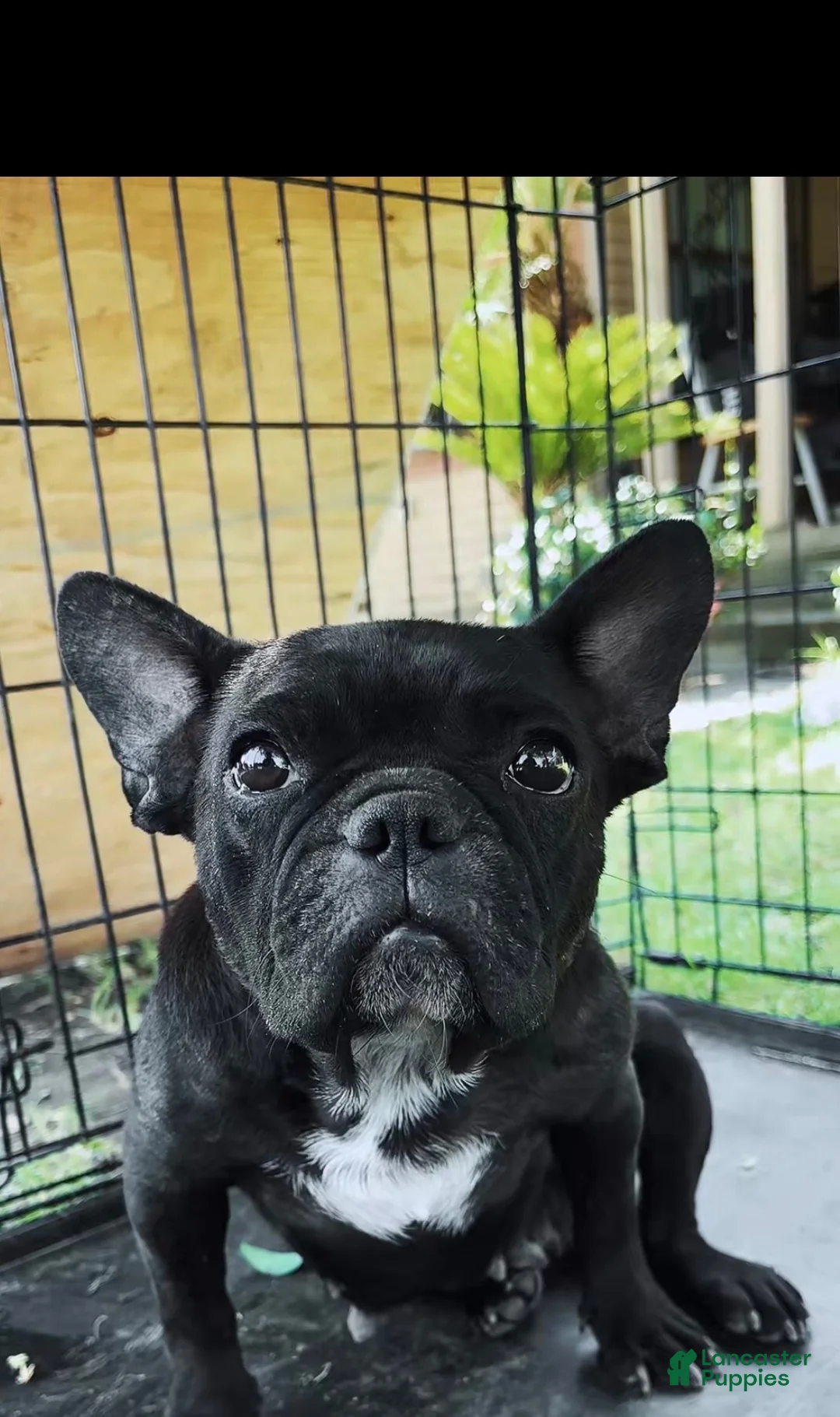French Bulldog dogs for sale: French Bulldog 4 - Ad 2