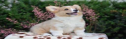 Welsh Corgi Pembroke dogs for sale: Flora - Ad 3