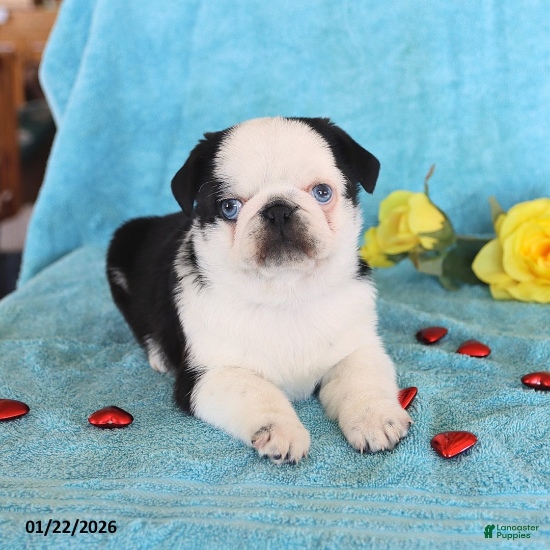 Pug dogs for sale: Mike - Ad 1