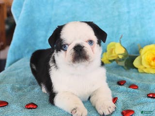 Pug dogs Mike - Ad 32