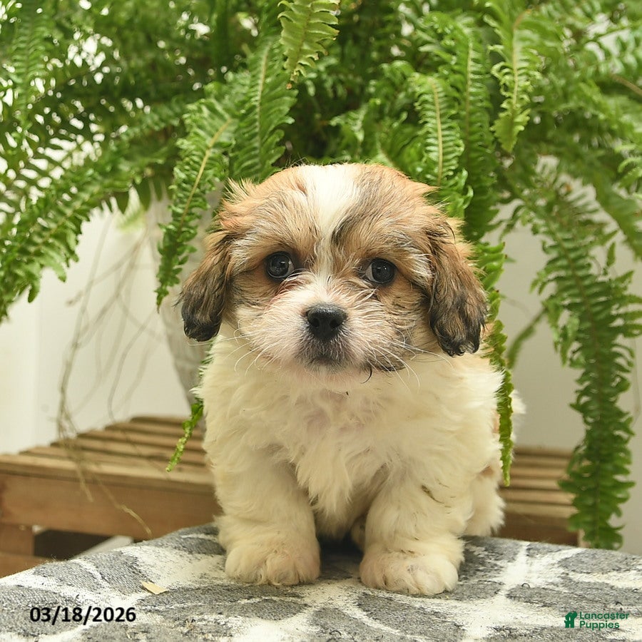 Pekapoo dogs Jerry - Ad 2