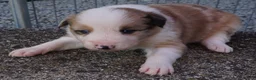 Border Collie dogs for sale: BLAKE - Ad 2