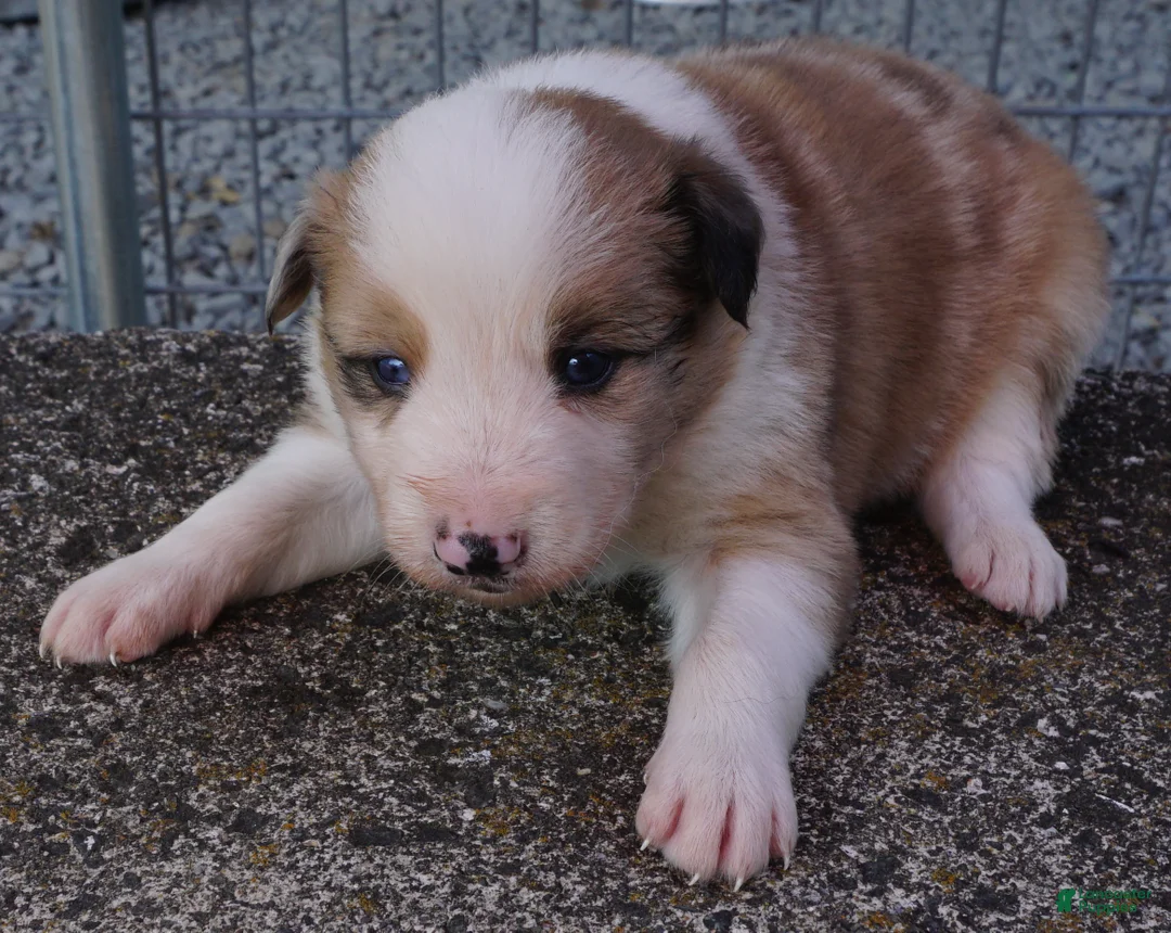 Border Collie dogs for sale: BLAKE - Ad 2