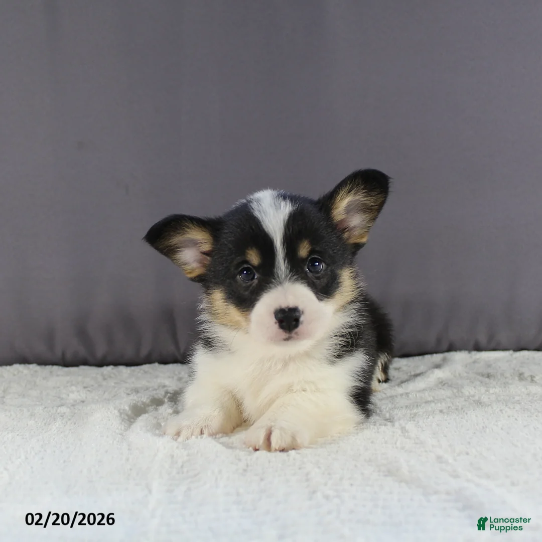Welsh Corgi Pembroke dogs for sale: Lola - Ad 6