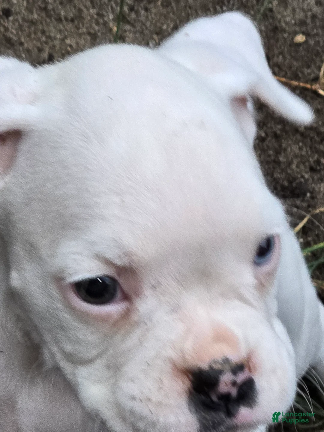 Boxer dogs for sale: Stevie - Ad 12