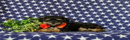 Toy Poodle dogs for sale: Sully - Ad 6