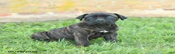 Cane Corso dogs for sale: Dawson - Ad 5